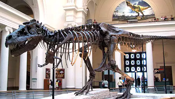 What does a will contest and a 40 foot dinosaur named Sue have to do with each other? Estate of Darlene Williams